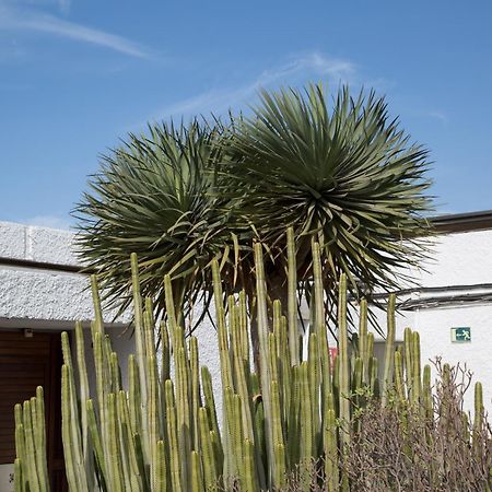 Vintersol Los Cristianos (Tenerife) Exteriör bild